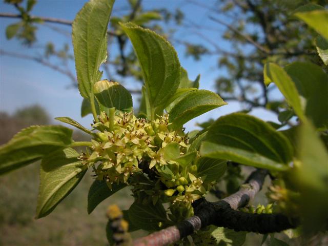 wegedoorn