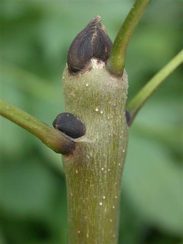 essenknop