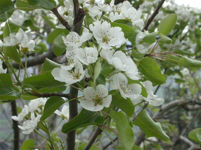 wilde peer