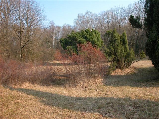 wilde gagel en jeneverbessen